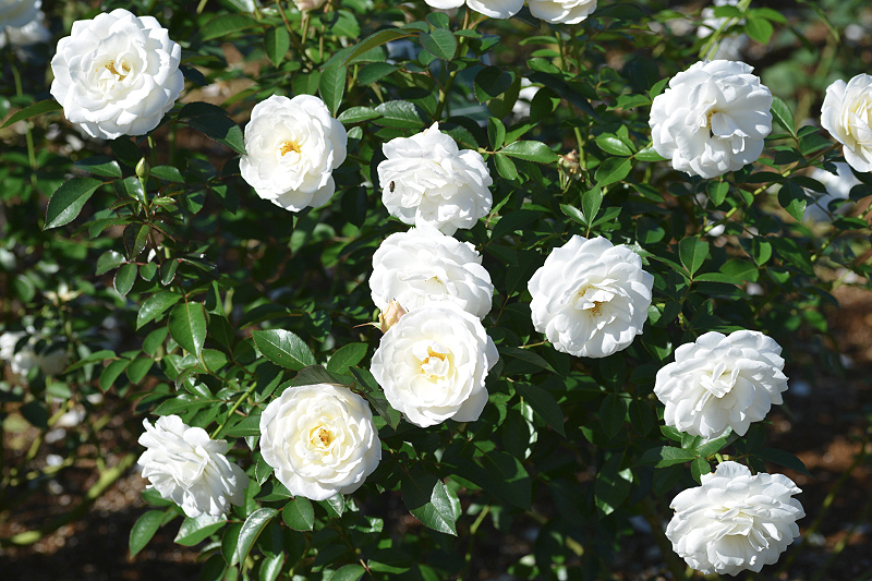 image0203