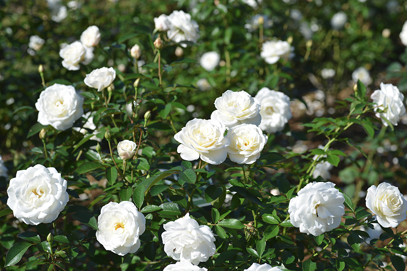 image0204