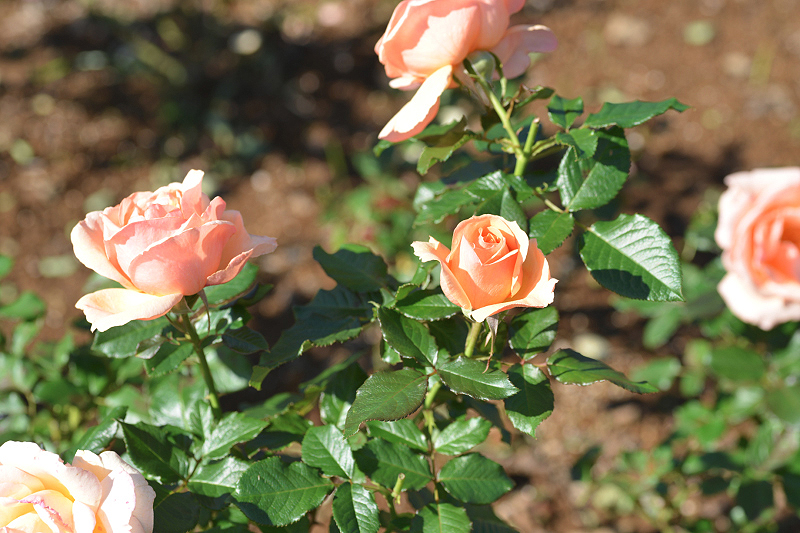 image0205