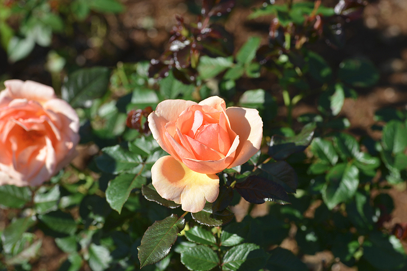 image0206