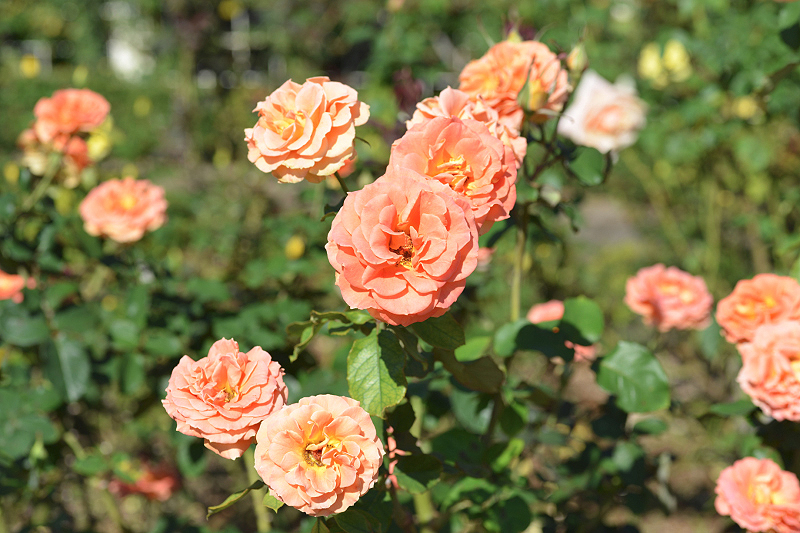 image0207