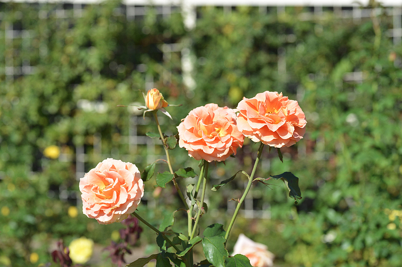 image0208