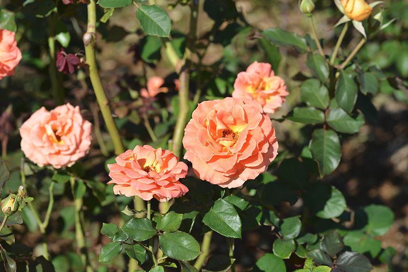 image0209