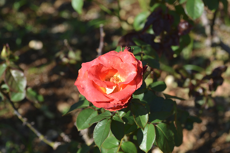 image0210