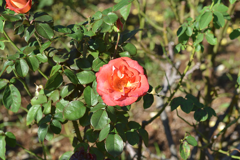 image0211