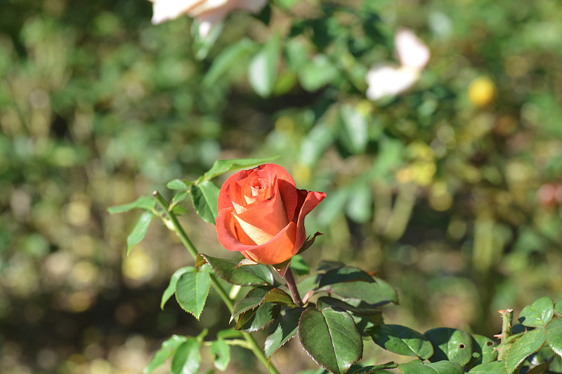 image0212