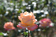 image0128