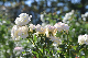 image0130