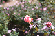 image0131