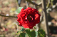 image0132