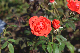 image0139