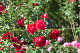 image0142