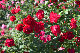 image0143