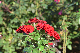 image0161