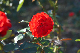 image0163