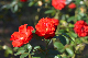 image0165