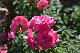 image0177