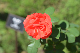image0181