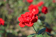 image0185