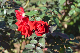image0187