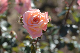 image0193
