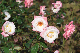 image0195