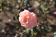 image0196