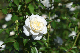 image0197