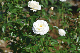 image0199