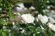 image0200