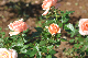 image0205