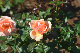 image0206