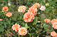 image0207
