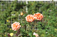 image0208