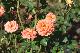 image0209