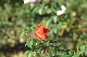 image0212