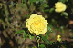 image0215