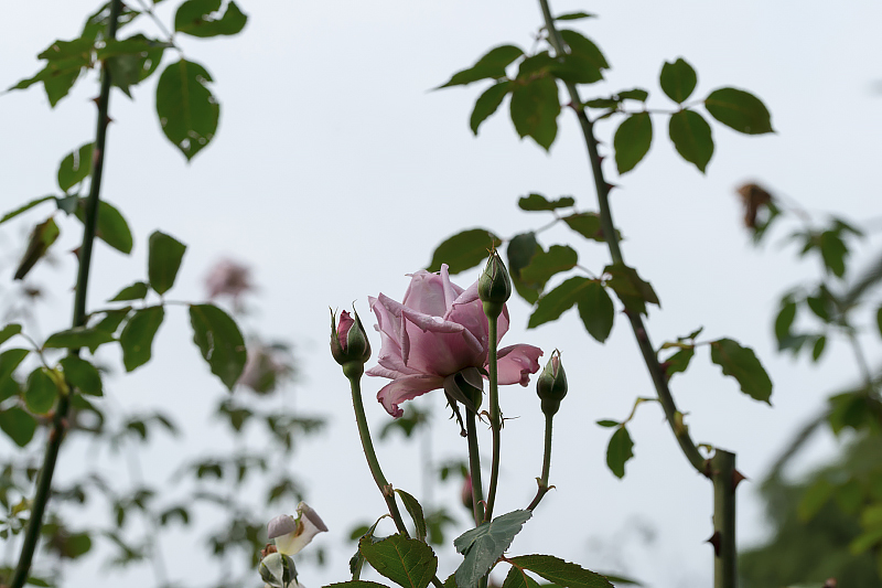 image0106