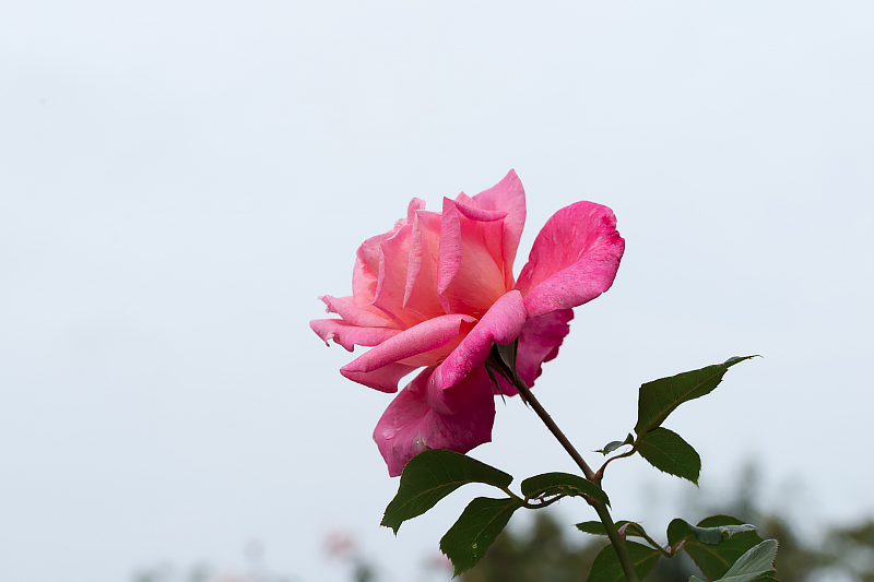 image0107