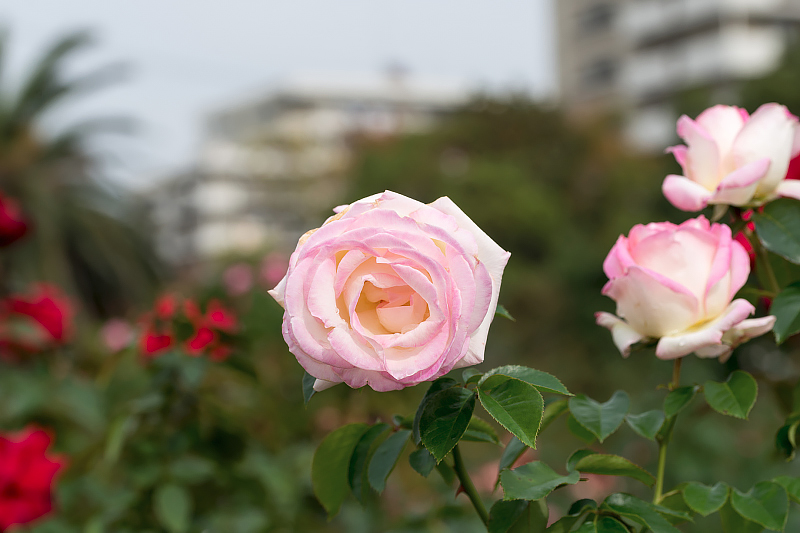 image0262