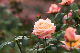 image0384