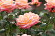 image0388