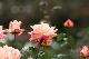 image0389