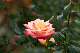 image0392
