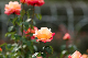 image0393