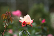 image0404