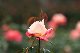 image0406