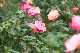 image0409