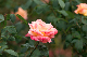 image0412