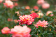 image0415